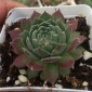 【芙蓉卷娟】耐低温多肉植物批发3-5CM大小创意微景观**