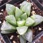 小杜多肉【康平寿】多肉植物 实生非组培玉露 5-6CM状态实拍
