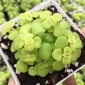 【黄金丸叶万年草】多肉植物组盆**品种 超基地清棚直供